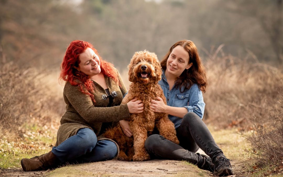 hondenfotografie fotoshoot Labradoodle hulphond bos hei fotolocatie Wolfhezerheide